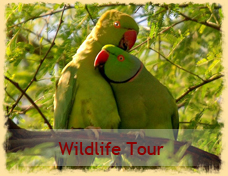 Wildlife Tour