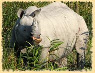 Rhino Kaziranga