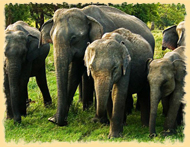 Minneriya National Park