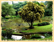 PERADENIYA BOTANICAL GARDENS