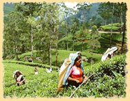Spice Garden at Matale