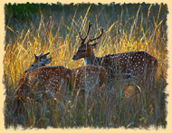 Bandhavgarh