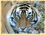 Bandhavgarh