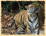 Bandhavgarh