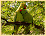 bharatpur