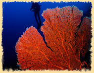 Black Coral