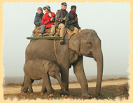 Kaziranga Safari