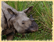 Kaziranga