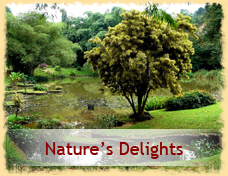 Natures Delights