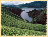 Nuwara Eliya