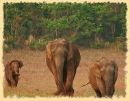 Periyar