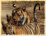 Ranthambore