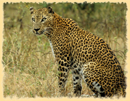 Yala National Park